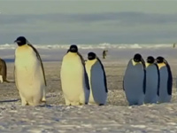Pinguin